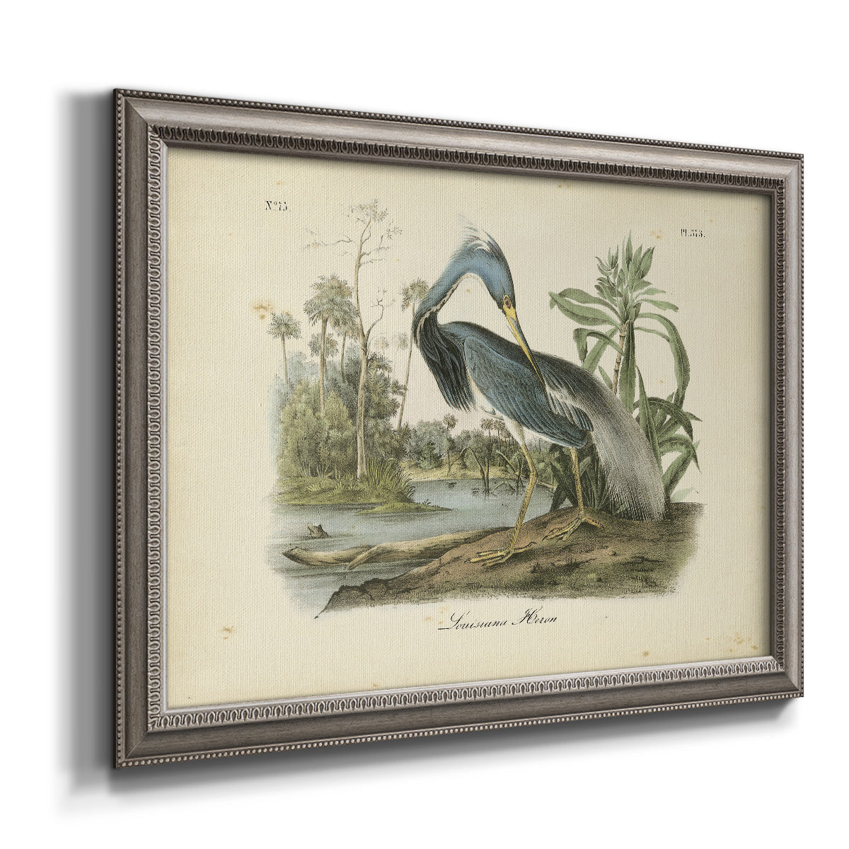 Antique Louisiana heron bird illustration by John James Audubon printed on canvas in an ornate vintage silver frame.