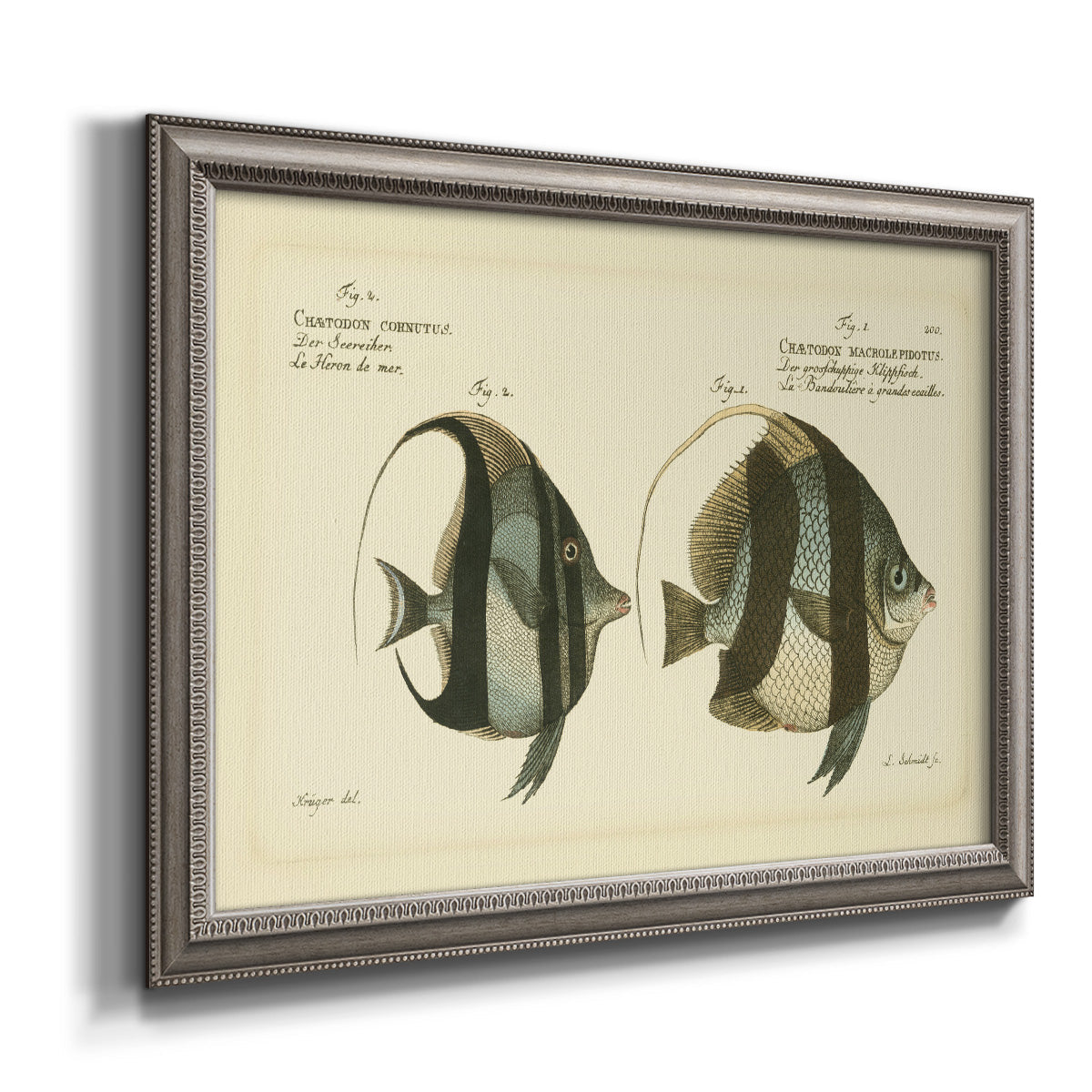 Antique fish species illustration diagram printed on canvas in an ornate vintage silver frame.