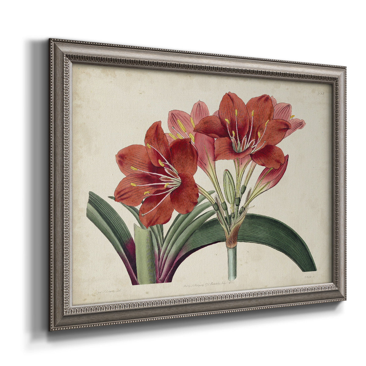 Vintage amaryllis botanical illustration printed on canvas in an ornate vintage silver frame.