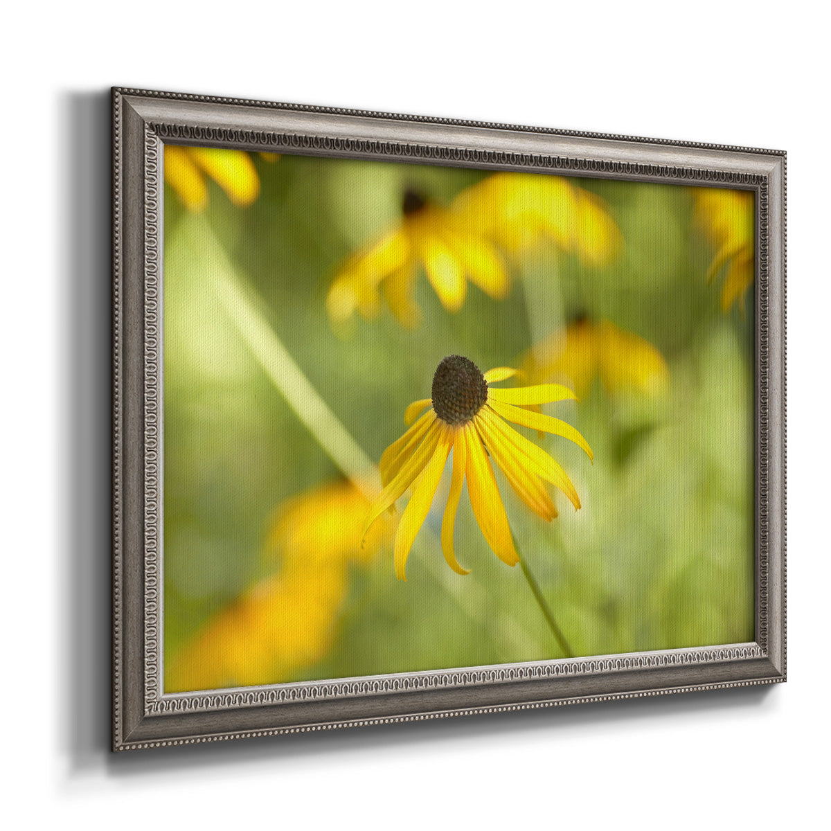 Contemporary black-eyed Susan flower photography printed on canvas in an ornate vintage silver frame.