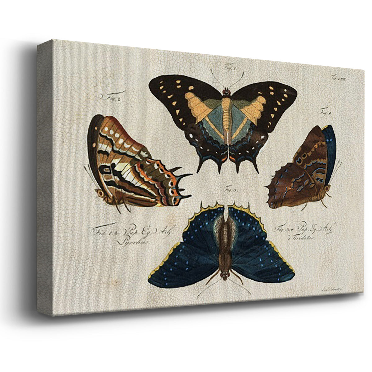 Crackled Butterflies IV - Canvas Art Print