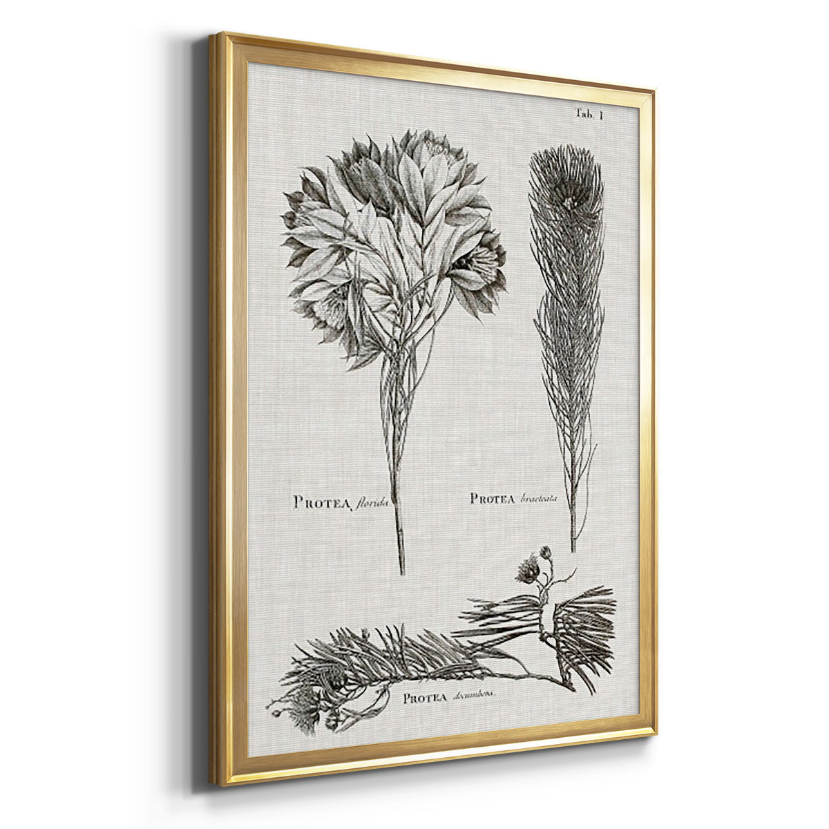 Black & White Protea on Linen I - Modern Framed Canvas Print