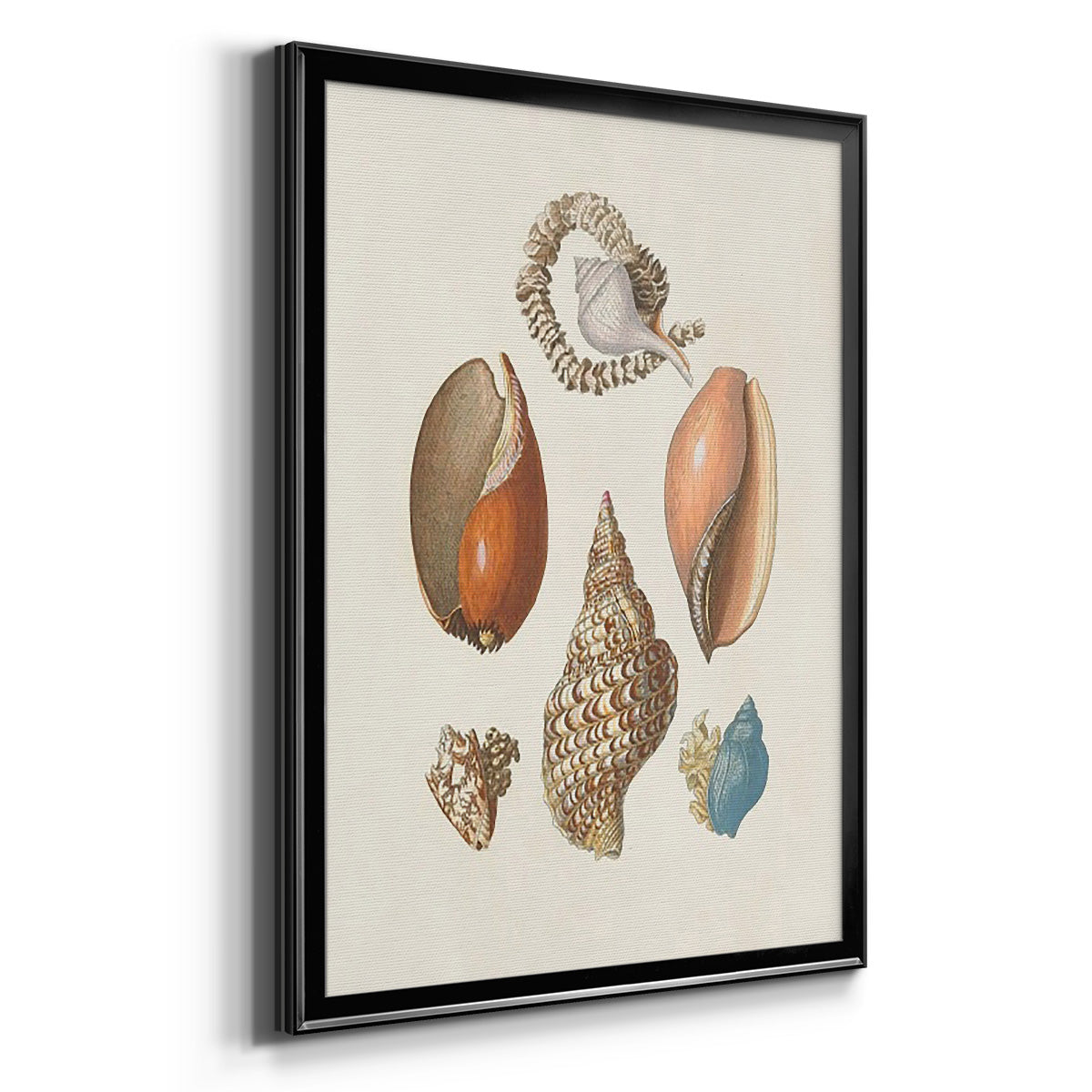 Knorr Shells & Coral I - Modern Framed Canvas Print