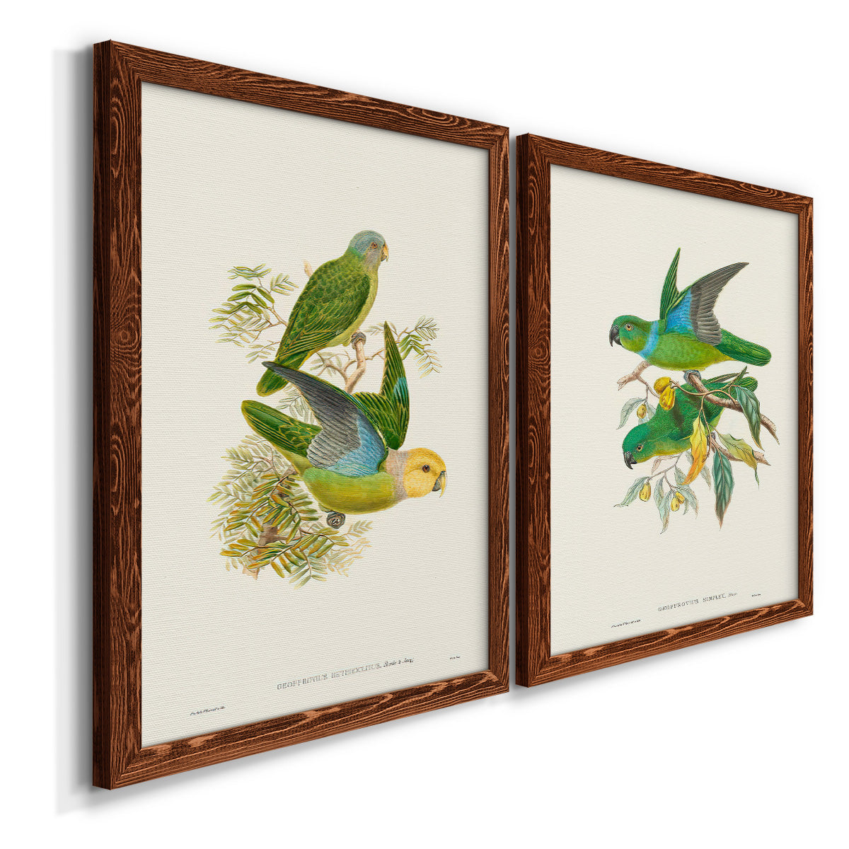 Lime & Cerulean Parrots I - Barnwood Framed Canvas Set