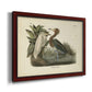 Audubons Reddish Egret Premium Framed Canvas- Ready to Hang