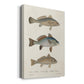 Species of Antique Fish III Premium Gallery Wrapped Canvas - Ready to Hang