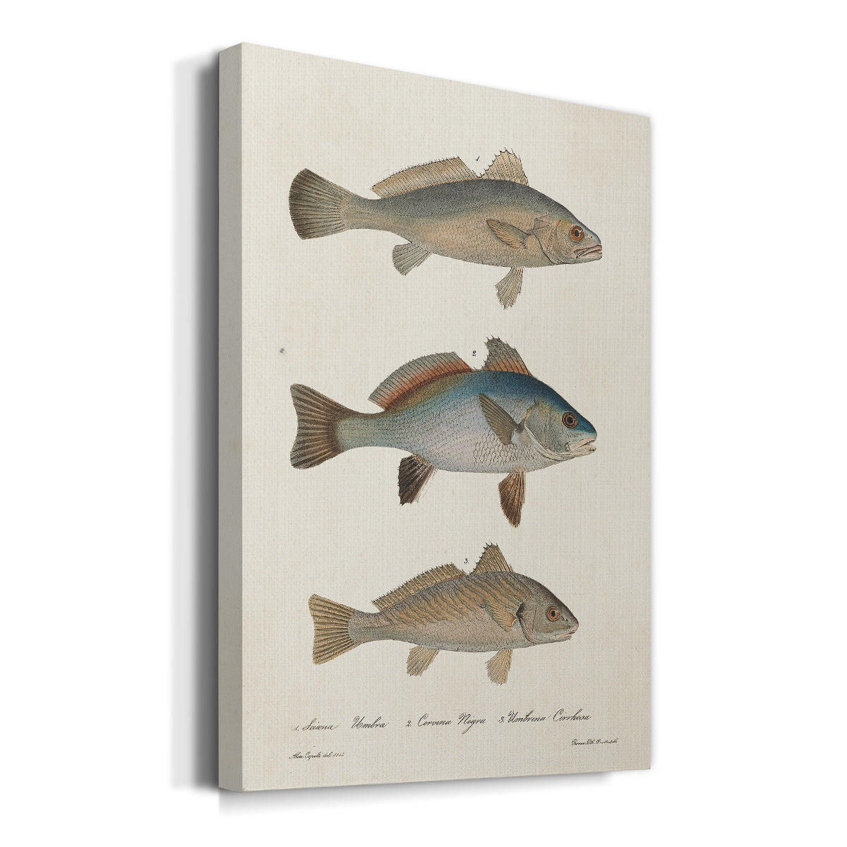 Species of Antique Fish III Premium Gallery Wrapped Canvas - Ready to Hang