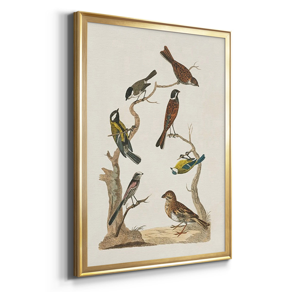 Antique Birds in Nature II - Modern Framed Canvas Print