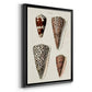 Cone Shell Collection I - Modern Framed Canvas Print