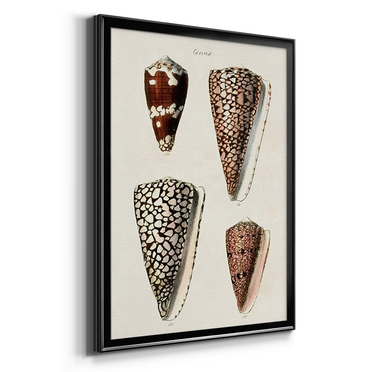 Cone Shell Collection I - Modern Framed Canvas Print