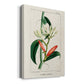 Turpin Tropical Botanicals IX - Canvas Art Print