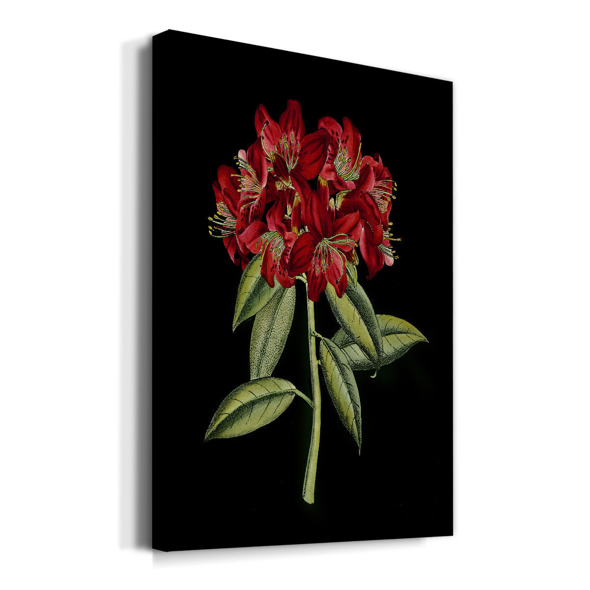 Crimson Flowers on Black (A) II Premium Gallery Wrapped Canvas - Ready to Hang