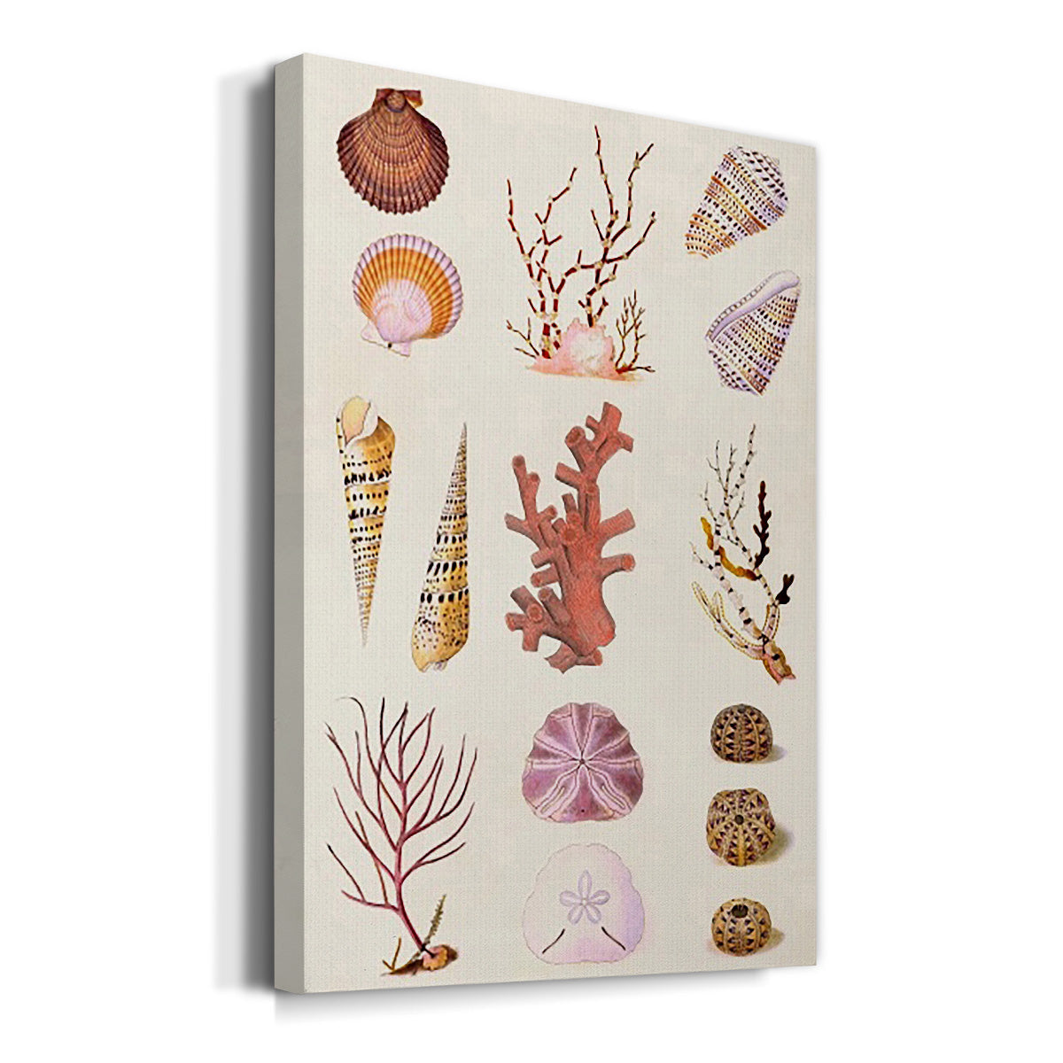 Coral & Shell Collage II - Canvas Art Print