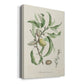 Antique Almond Botanical IV Premium Gallery Wrapped Canvas - Ready to Hang