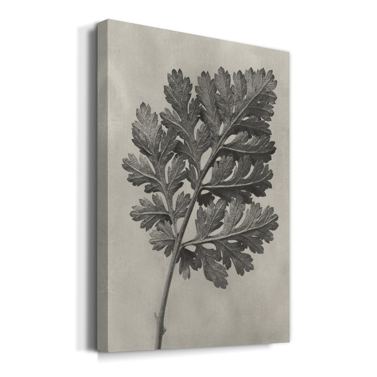 Blossfeldt Botanical III Premium Gallery Wrapped Canvas - Ready to Hang