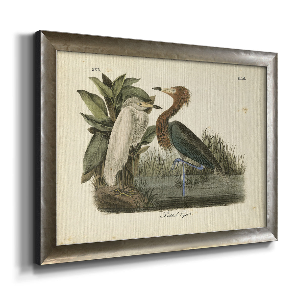 Audubons Reddish Egret Premium Framed Canvas- Ready to Hang