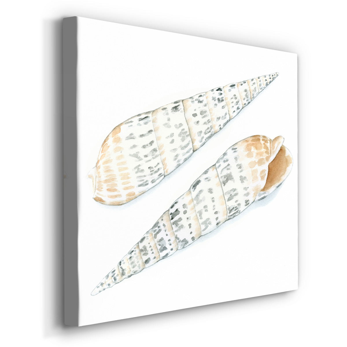 Watercolor Shells IX-Premium Gallery Wrapped Canvas - Ready to Hang