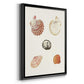 Pastel Knorr Shells VIII - Modern Framed Canvas Print
