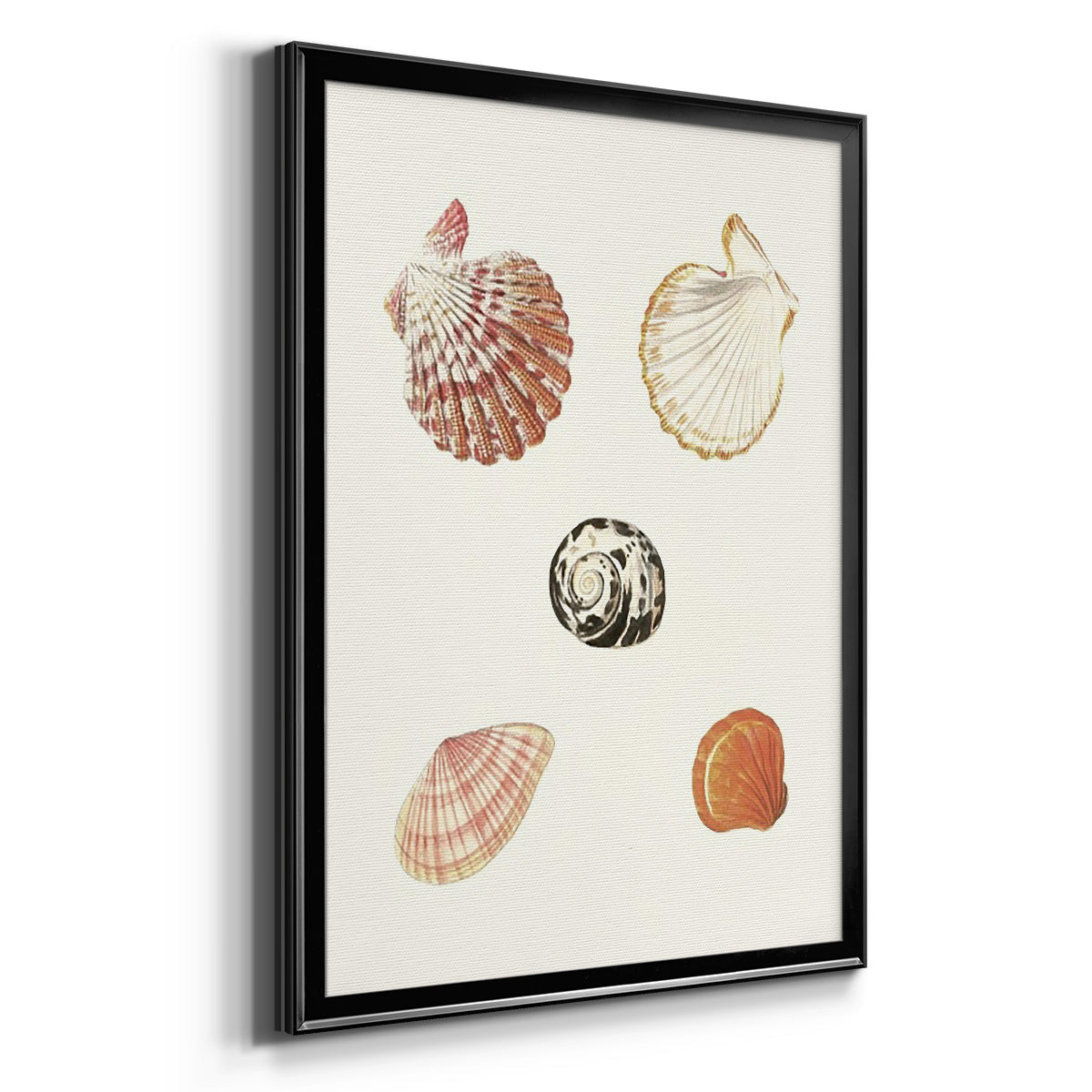 Pastel Knorr Shells VIII - Modern Framed Canvas Print
