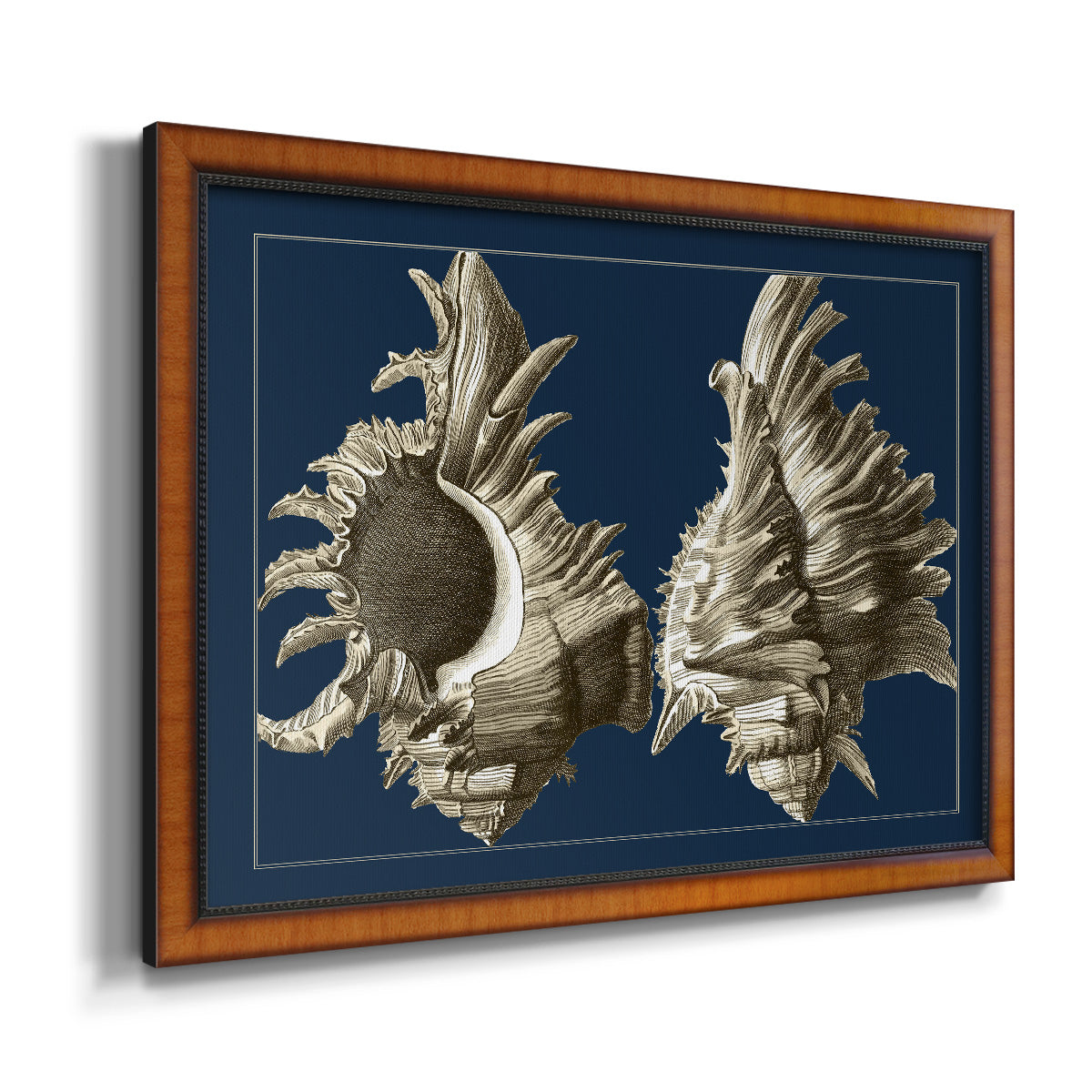 Conch Shells on Navy II Premium Framed Canvas- Ready to Hang