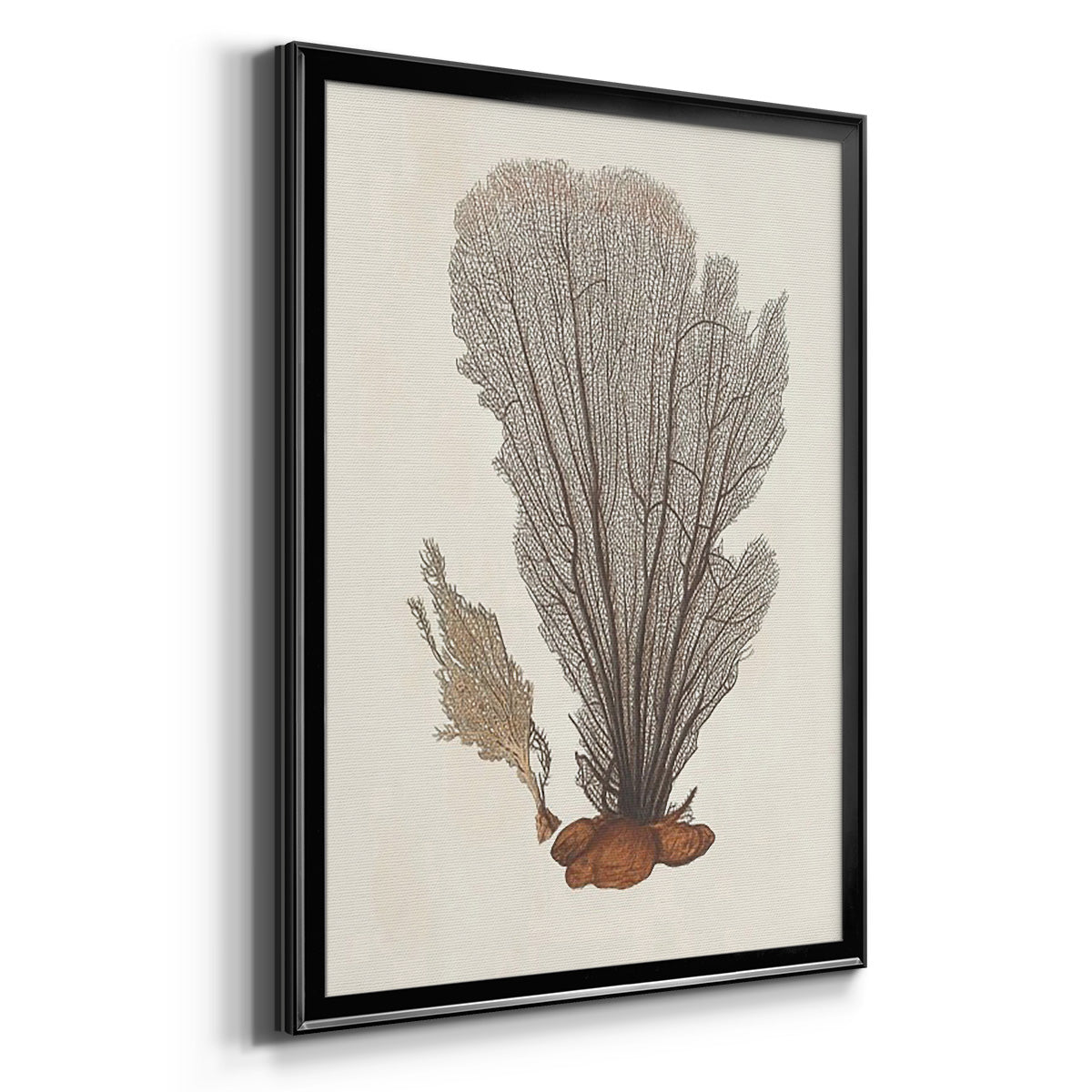 Knorr Shells & Coral III - Modern Framed Canvas Print