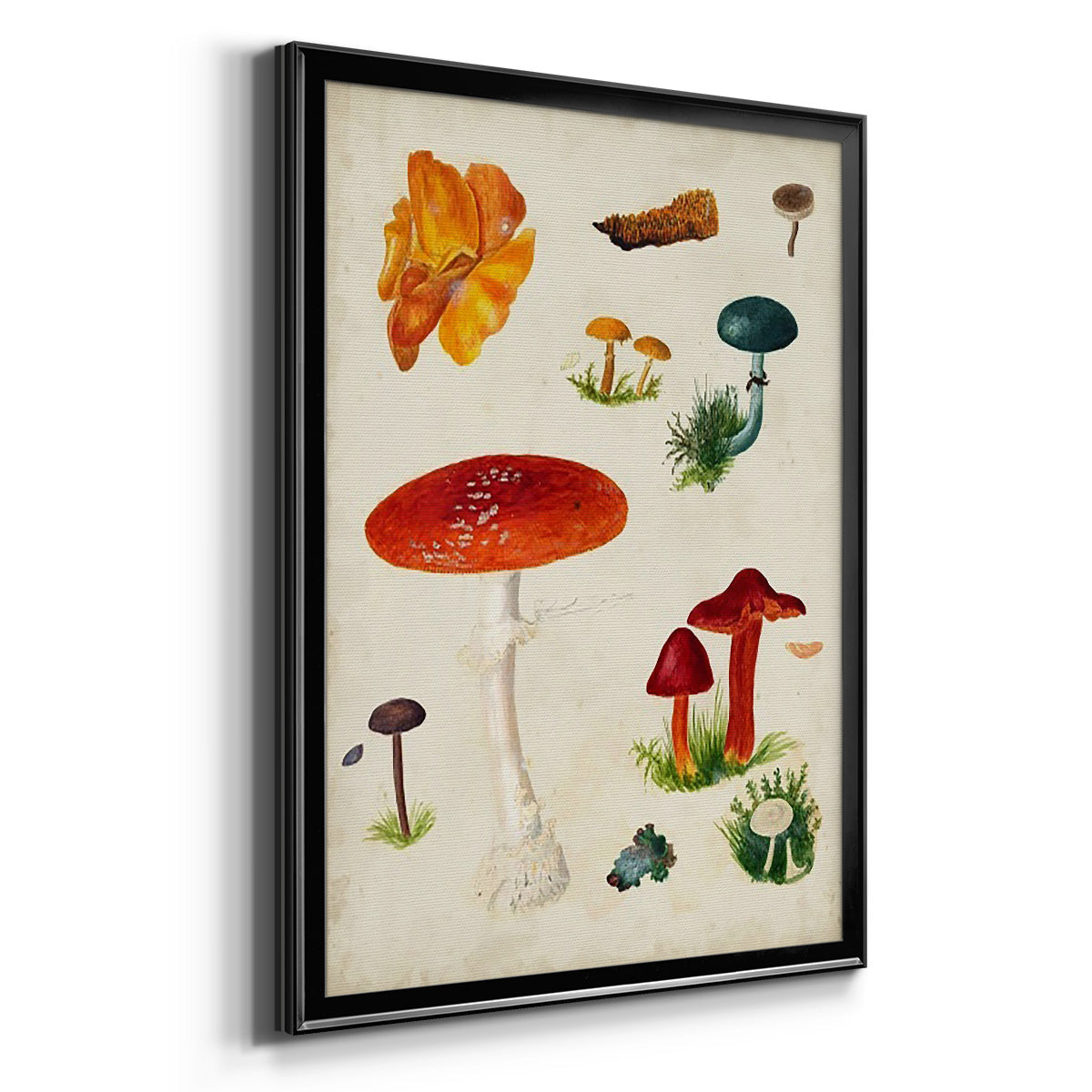 Mushroom Species VIII - Modern Framed Canvas Print