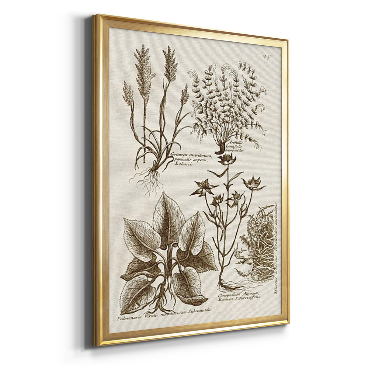 Sepia Botanical Journal VII - Modern Framed Canvas Print