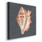 Shell on Slate IX - Canvas Art Print