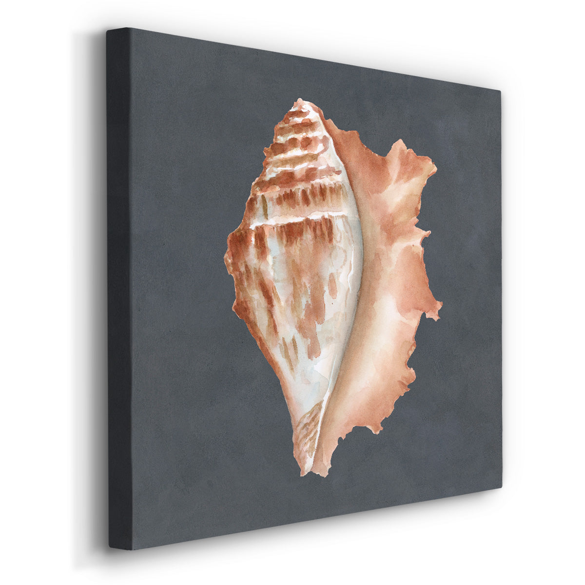 Shell on Slate IX - Canvas Art Print
