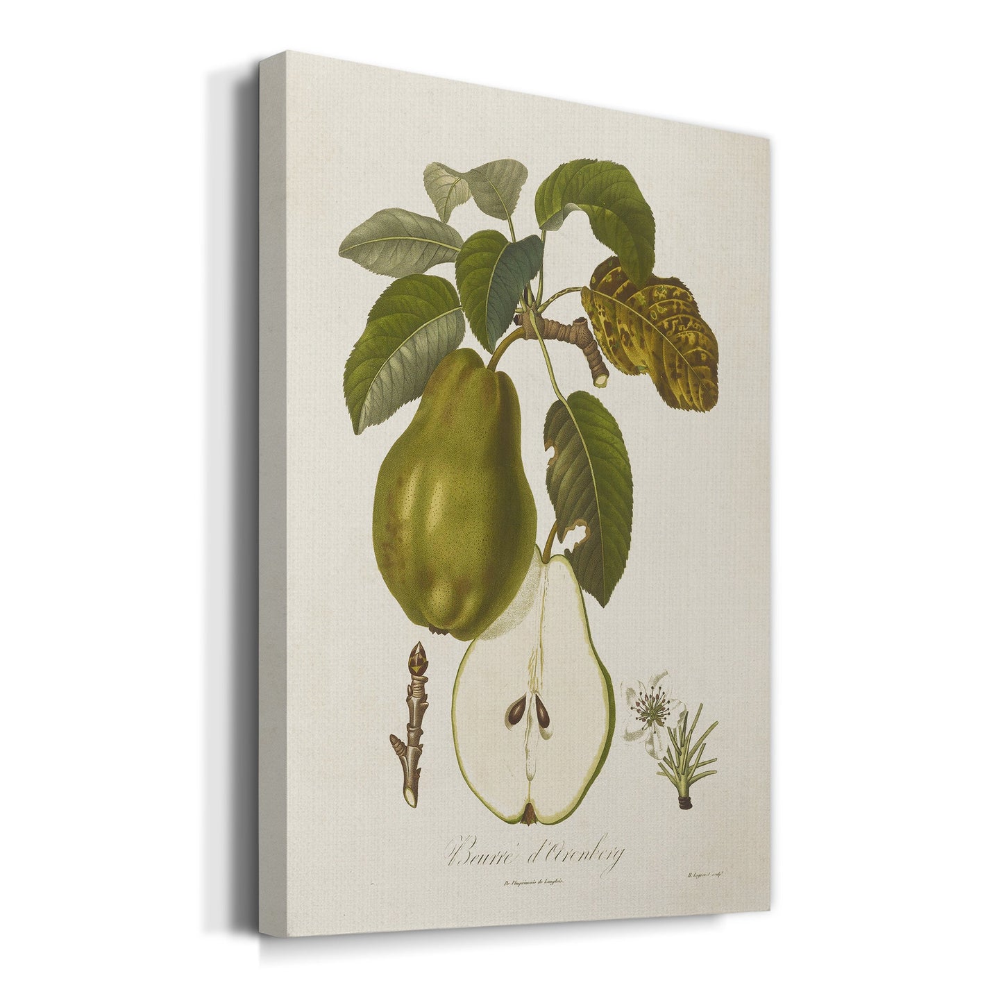 Vintage Pears IV Premium Gallery Wrapped Canvas - Ready to Hang