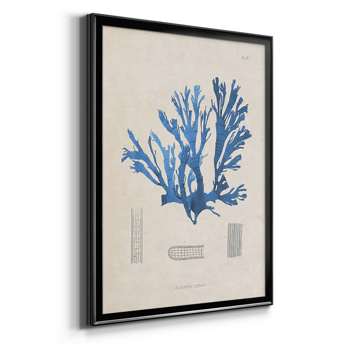 Blue Marine Algae IX -  Framed Canvas Print