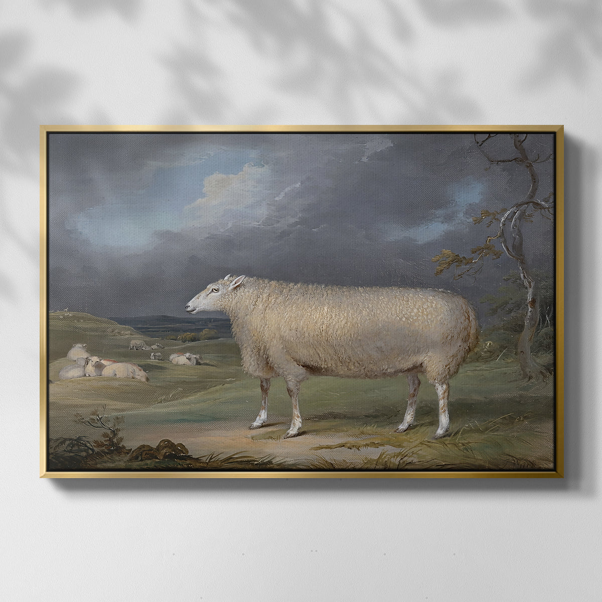 A Border Leicester Ewe, c. 1795-1800 - Floater Framed Canvas Print