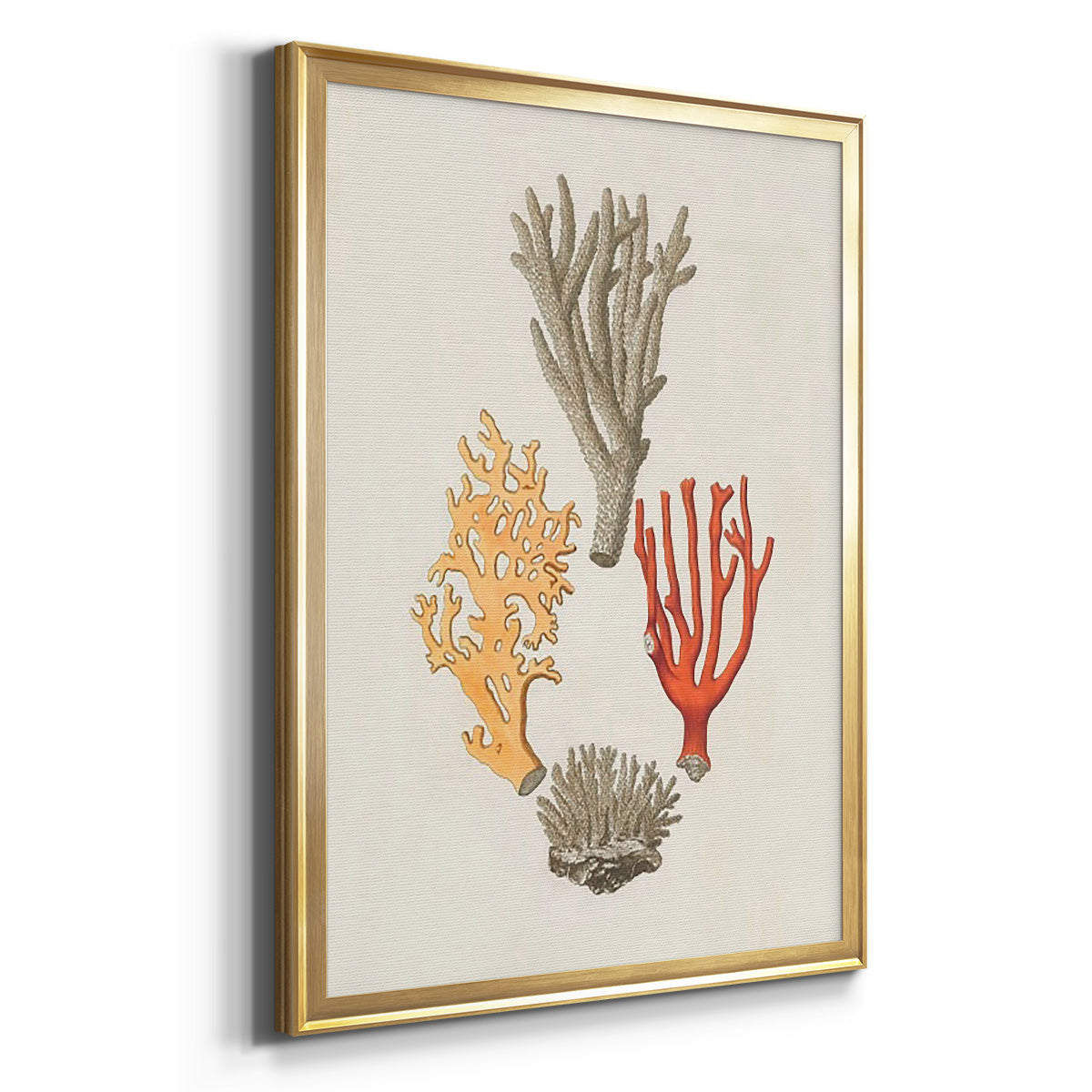 Knorr Shells & Coral IV - Modern Framed Canvas Print