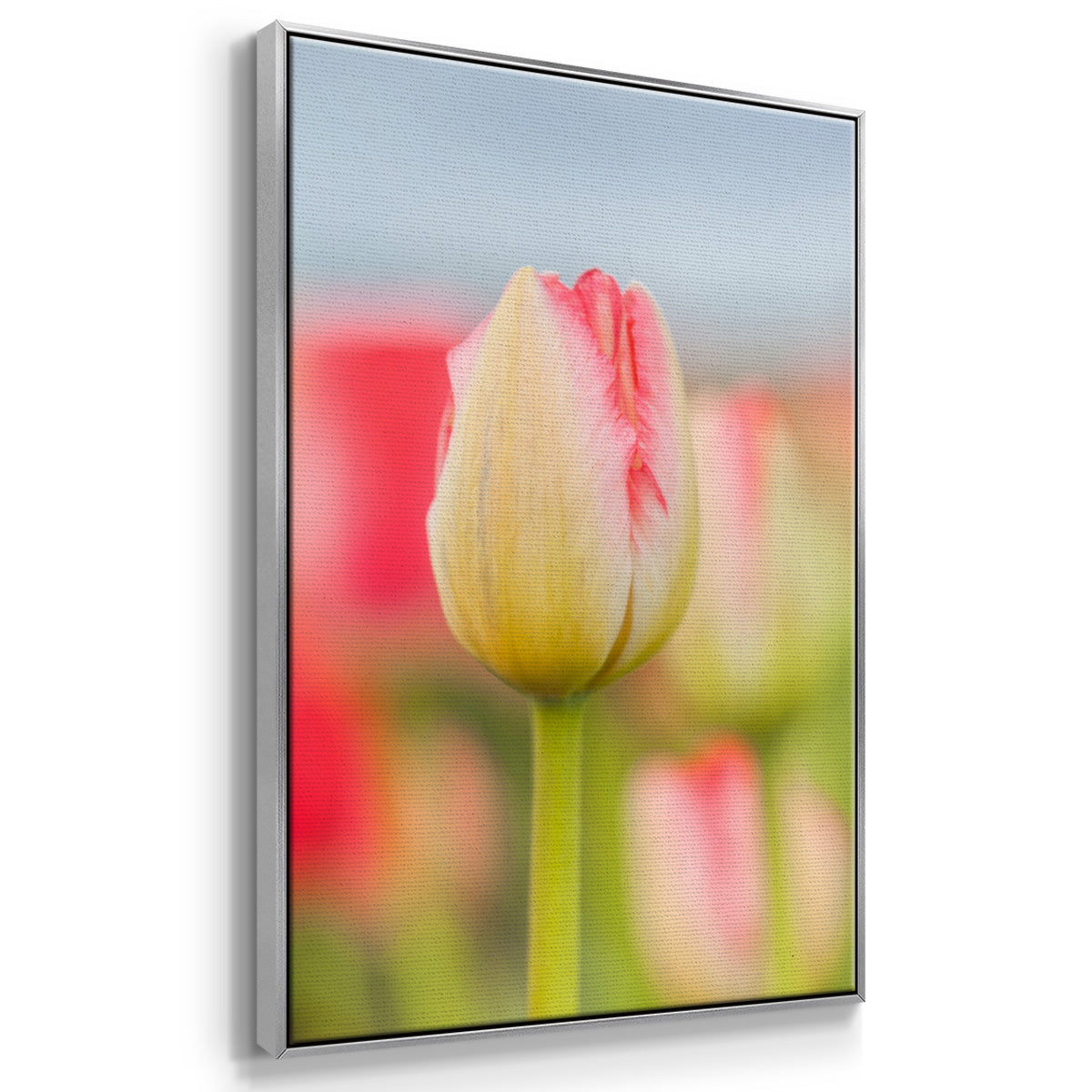 Twotone Tulip - Framed Premium Gallery Wrapped Canvas L Frame - Ready to Hang