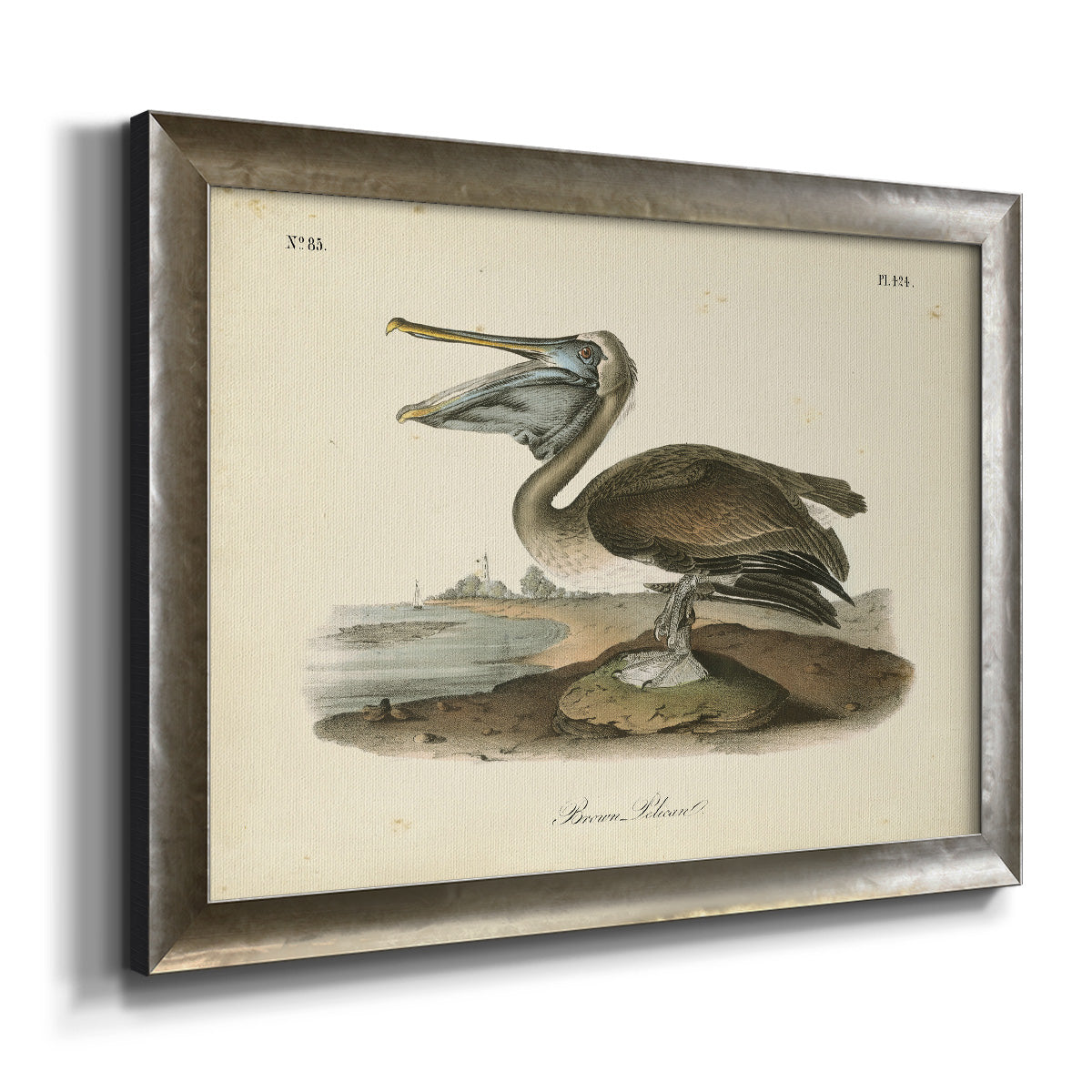 Audubons Brown Pelican - Ornate Framed Canvas Print
