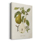 Vintage Pears II Premium Gallery Wrapped Canvas - Ready to Hang