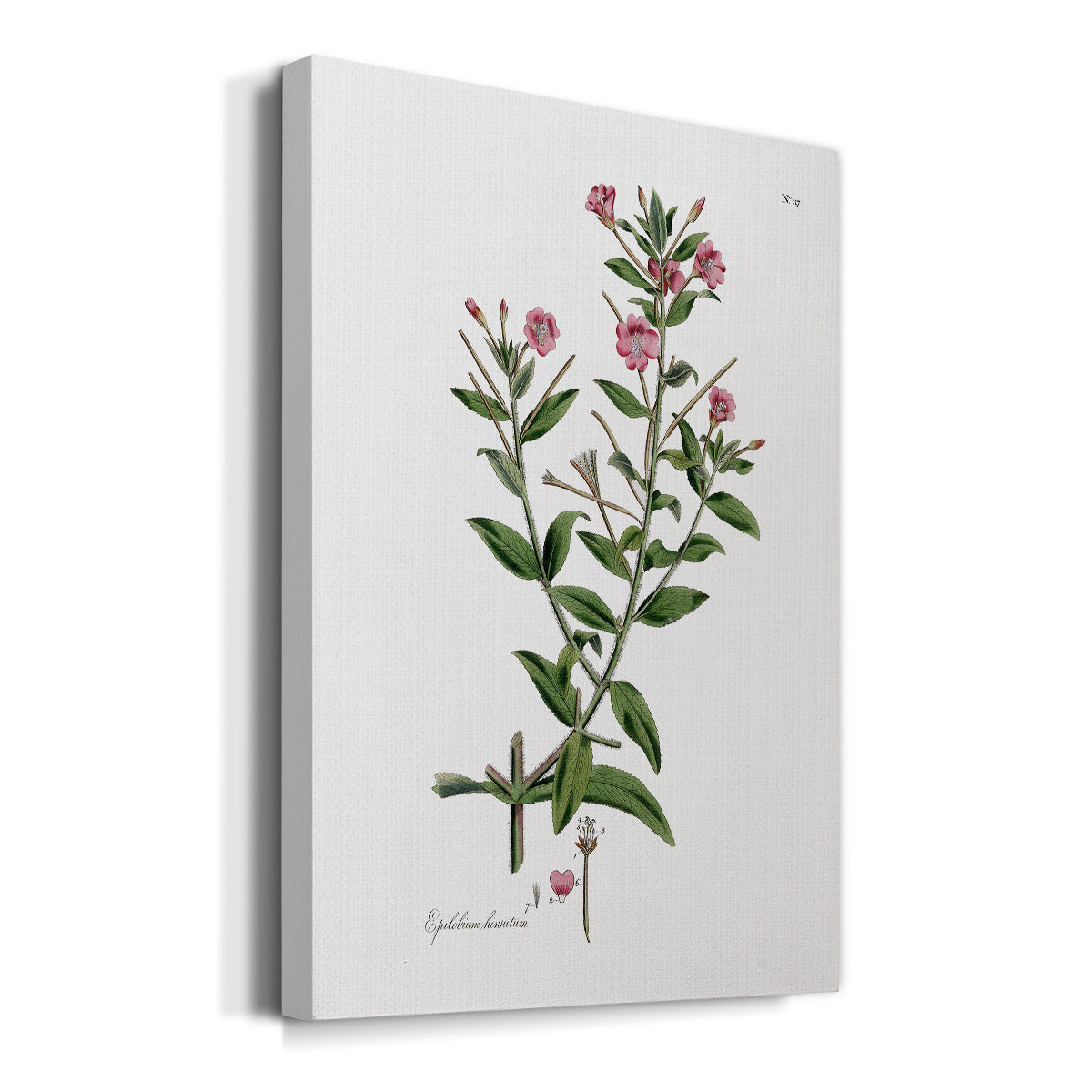 Rose Botanical III Premium Gallery Wrapped Canvas - Ready to Hang