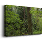 Calm of the Forest Premium Gallery Wrapped Canvas - Ready to Hang