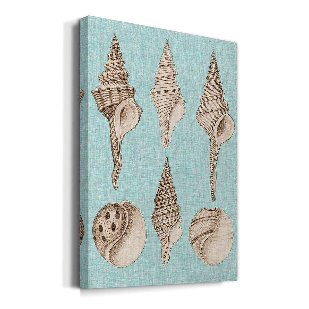 Sepia & Aqua Shells II - Canvas Art Print