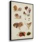Mushroom Species I - Floater Framed Canvas Set