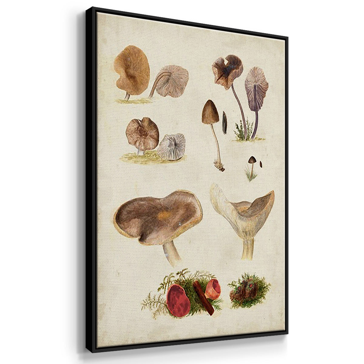 Mushroom Species I - Floater Framed Canvas Set