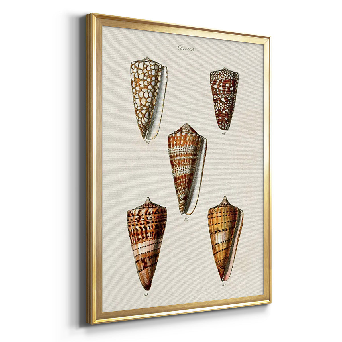 Cone Shell Collection II - Modern Framed Canvas Print