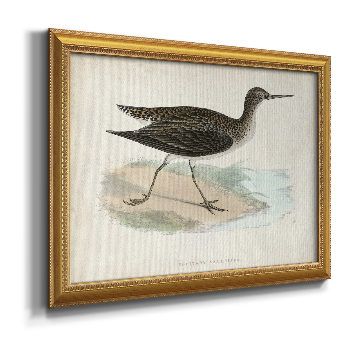 Morris Sandpipers VII Premium Framed Canvas- Ready to Hang