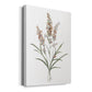 Dainty Botanical I - Canvas Art Print