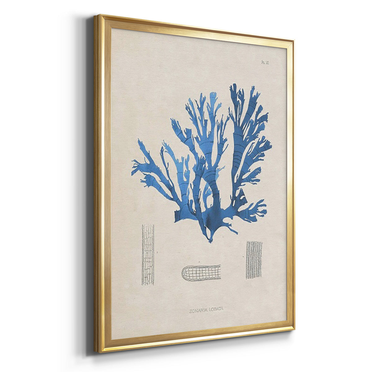 Blue Marine Algae IX -  Framed Canvas Print