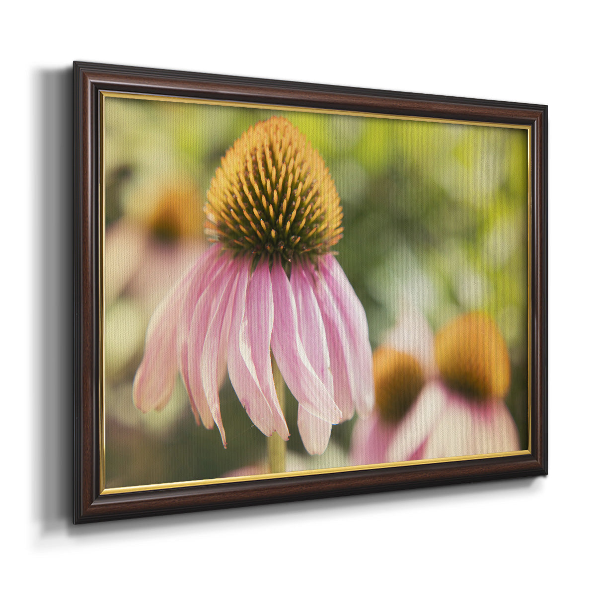 Echinacea Study II Premium Framed Canvas- Ready to Hang