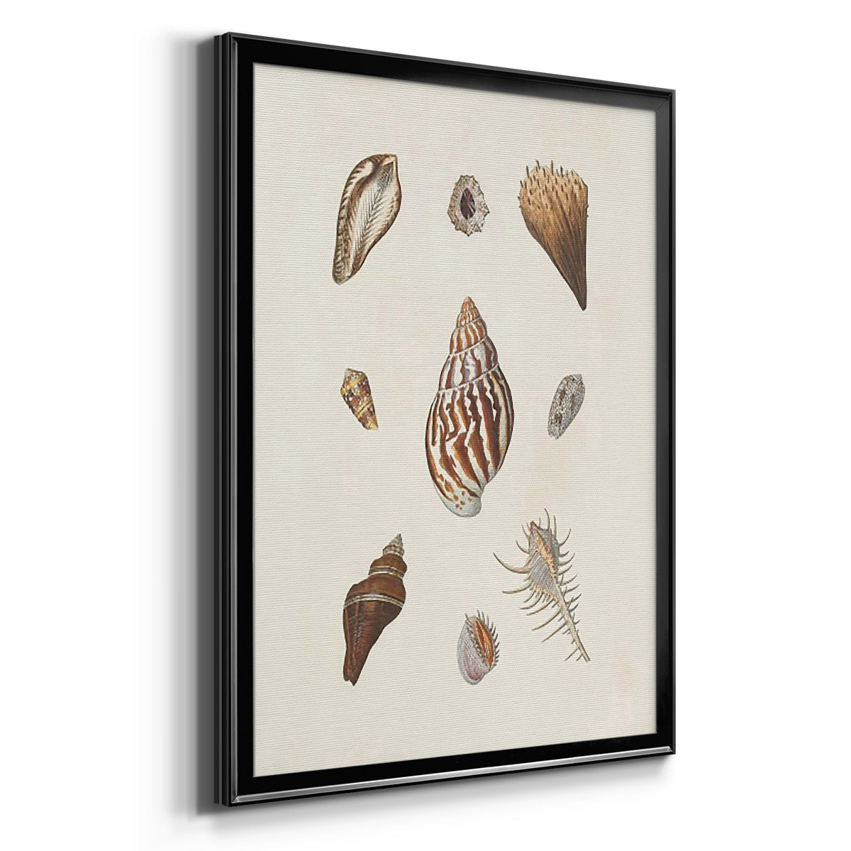 Knorr Shells & Coral IX - Modern Framed Canvas Print