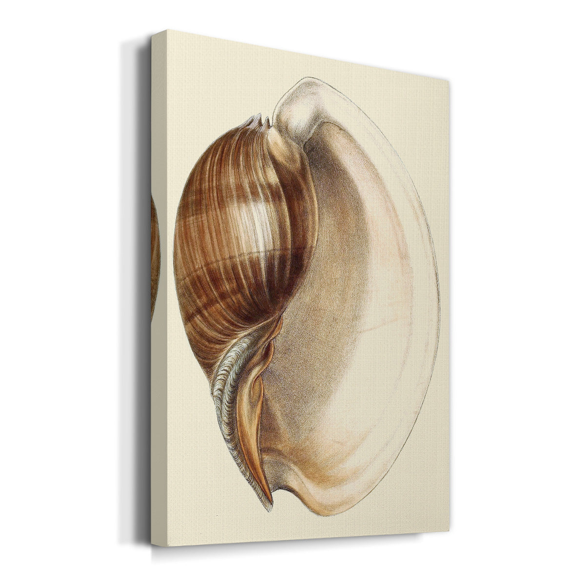 Splendid Shells III Premium Gallery Wrapped Canvas - Ready to Hang