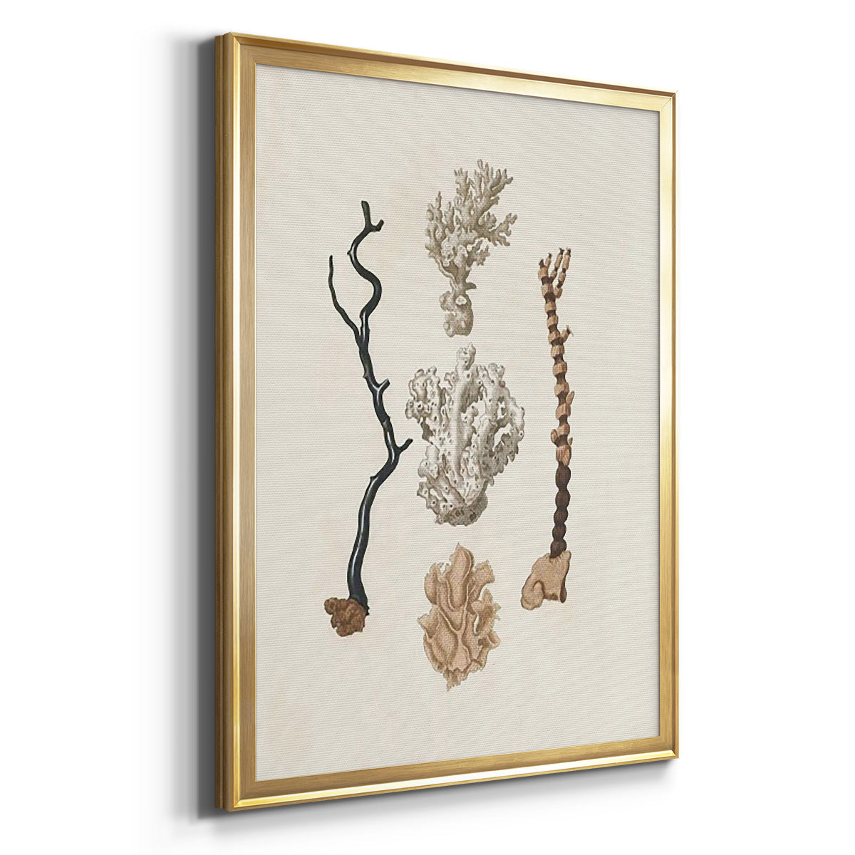 Knorr Shells & Coral V - Modern Framed Canvas Print