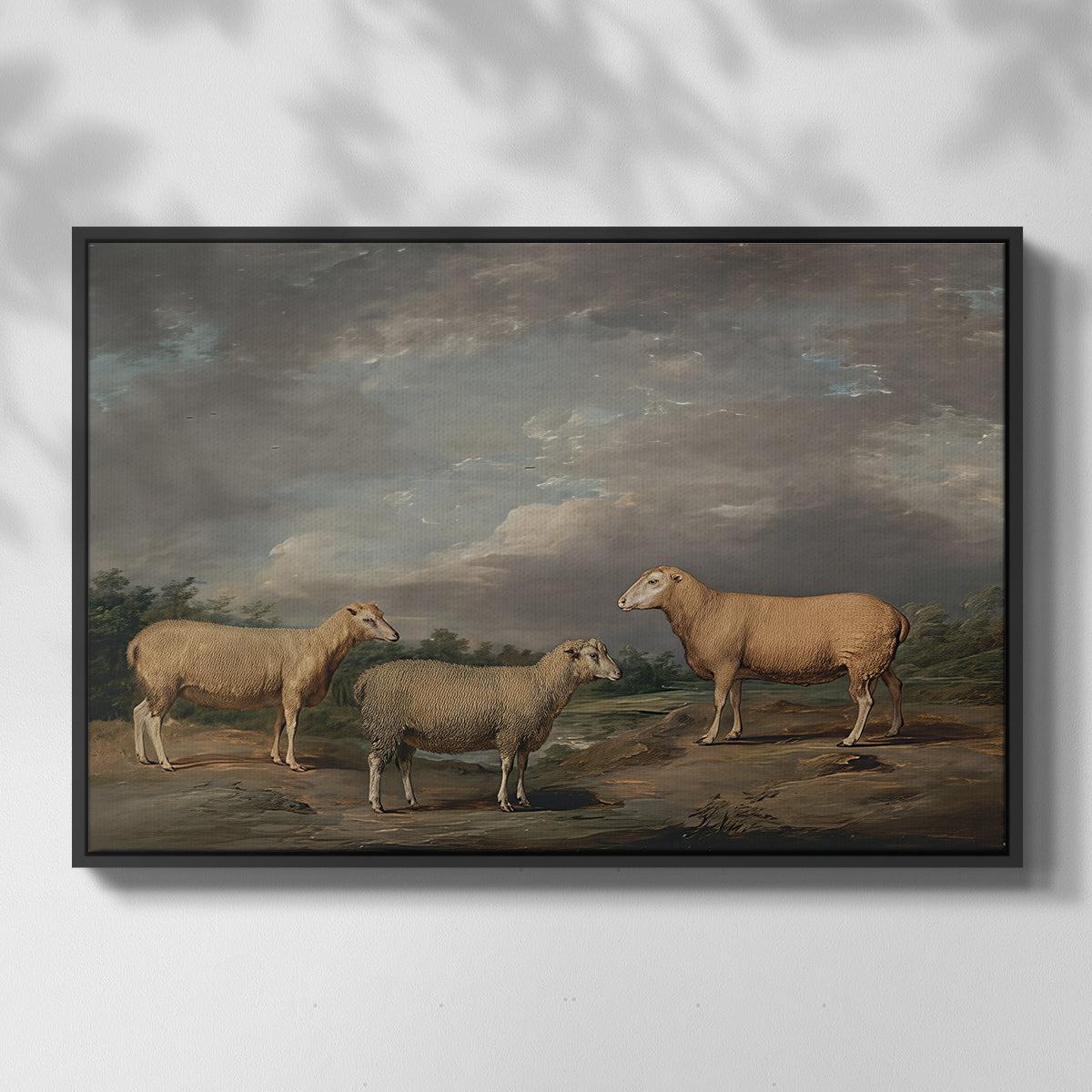 Ryelands Sheep, the King's Ram, the King's Ewe and Lord Somerville's Wether, c. 1801-1807 - Floater Framed Canvas Print